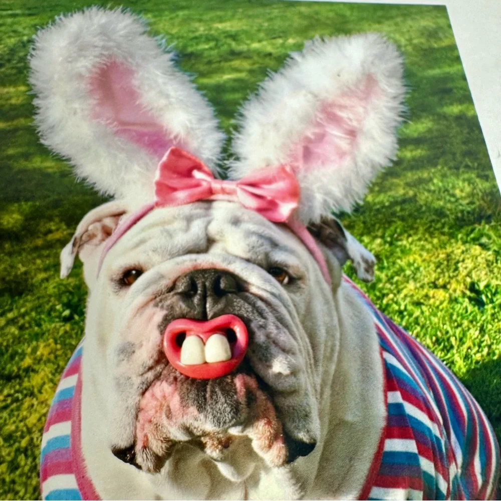 6 Avanti Greeting cards - 6 bull dogs as Easter bunny big teeth Holiday: Easter